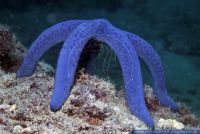 Linckia laevigata,Blauer Seestern,Blue Starfish
