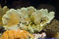 Pavona decussata,Steinkoralle,Stony Coral