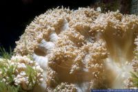Physogyra lichtensteini,Lichtensteins Blasenkoralle,Bubble coral