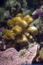 Pocillopora sp.,Steinkoralle,Stony Coral