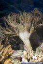 Sinularia flexibilis,Spaghettikoralle,Polyp Soft Coral