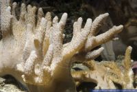 Sinularia spec,Weichkoralle,Leather Short Finger Coral