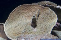 Turbinaria mesenterina,Kelchkoralle,Stony coral