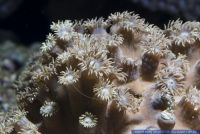 Turbinaria sp.,Kelchkoralle,Soft coral