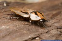 Eublaberus distanti,Orange-Kopf-Schabe,Four-spot roach