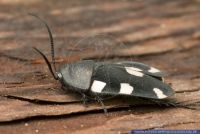 Therea petiveriana,Gefleckte Wuestenschabe,Indian domino cockroach