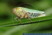 WSFFT0018 Cicadella viridis<br>