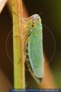WSFFT0020 Cicadella viridis<br>