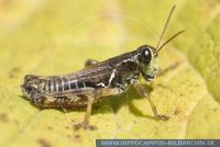 Bohemanella frigida, Nordische Gebirgsschrecke, Grasshopper 