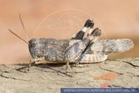 Oedipoda fuscocincta,
…dlandschrecke,
Grasshopper
