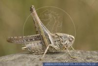 Platycleis albopunctata,
Westliche Bei§schrecke,
Grey Bush-cricket
