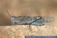 Sphingonotus cf corsicus,
…dlandschrecke,
Grasshopper
