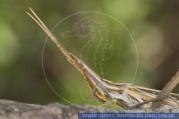 Acrida ungarica, Gewöhnliche Nasenschrecke, Mediterranean Slant-faced Grasshopper 