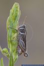 Calliptamus italicus, Italienische Schoenschrecke, Italian Locust 