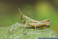 Chorthippus parallelus, Gemeiner Grashuepfer, Small Meadow Grasshopper 
