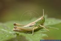 Chorthippus parallelus, Gemeiner Grashuepfer, Small Meadow Grasshopper 