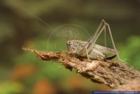 Platycleis albopunctata, Westliche Beissschrecke, Grey Bush-cricket 