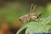 Platycleis albopunctata, Westliche Beissschrecke, Grey Bush-cricket 