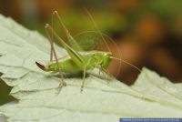 Tettigonia viridissima, Gruenes Heupferd, Great green bush-cricket 