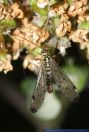 Panorpa germanica,Deutsche Skorpionsfliege,Scorpion fly