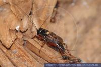Gryllus bimaculatus, Zweifleckgrille, Black cricket, Field Cricket 