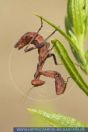 Mantidae spec., Gottesanbeterin, Mantis 