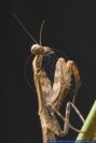 Parasphendale agrionina, Ostafrikanische Mantis, Budwing Mantis 