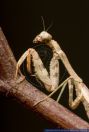 Parasphendale agrionina, Ostafrikanische Mantis, Budwing Mantis 