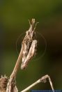 Empusa fasciata,Hauben-Fangschrecke,Cone-head Mantis