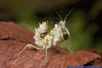 Pseudocreobotra ocellata,Bluetenmantis,Ocellated Spiny Flower Mantis