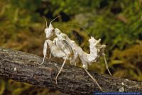 Acanthops falcata,Suedamerikanische Boxer-Mantis,South American Dead Leaf Mantis