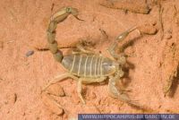 Androctonus amoreuxi , Afrikanischer Dickschwanzskorpion, Yellow fat-tail scorpion 