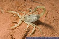 Buthacus arenicola, Sand Skorpion, Sand Scorpion 
