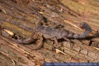 Grosphus grandidieri , Madagaskar-Skorpion, madagascar scorpio 