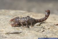 Bothriurus chilensis,Chile Skorpion,Scorpion