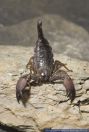 Pandinus militaris,Kleiner Kaiserskorpion,Scorpion