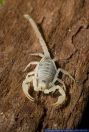 Rhopalurus crassicauda,Bunter Guyana Skorpion,Scorpion