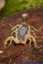 Mesobuthus martensii,Gelber China Skorpion,Manchurian scorpion