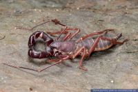 Thelyphonida spec.,Geisselskorpion,Whip Scorpion