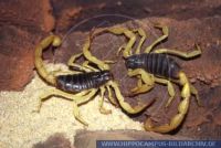 Hadrurus arizonesis, Grosser Texas Skorpion, Desert Hairy Scorpion 