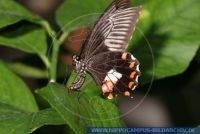 Papilio polythes