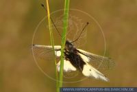 Libelloides coccaius, Libellen-Schmetterlingshaft, Ascalaphid 