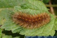 Phragmatobia fuliginosa , Zimtbär, Ruby Tiger 