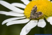 Anthophila fabriciana,Rundstirnmotte,Nettle-tap,