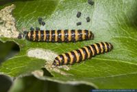 Tyria jacobaeae,Jakobskrautbaer,Blutbaer,Karminbaer,Cinnabar moth 