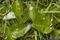 Tyria jacobaeae,Jakobskrautbaer,Blutbaer,Karminbaer,Cinnabar moth 