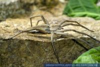 Pisaura mirabilis, Raubspinne, Nursery-web spider 