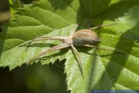 Pisaura mirabilis, Raubspinne, Nursery-web spider 