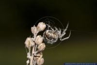 Agalenatea redii,Koerbchenspinne,Gorse orbweaver
