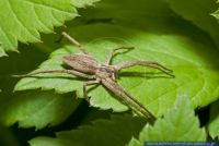 Pisaura mirabilis,Raubspinne,Nursery-web spider